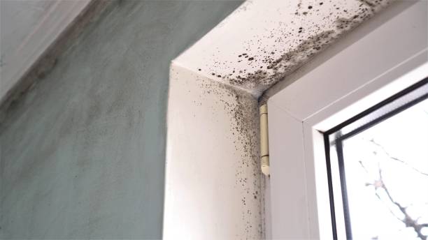 Best Bathroom Mold Remediation in Richville, OH