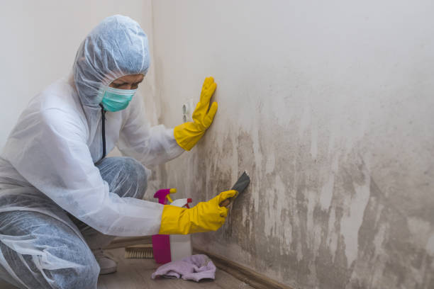 Best Health and Safety Mold Remediation in Richville, OH