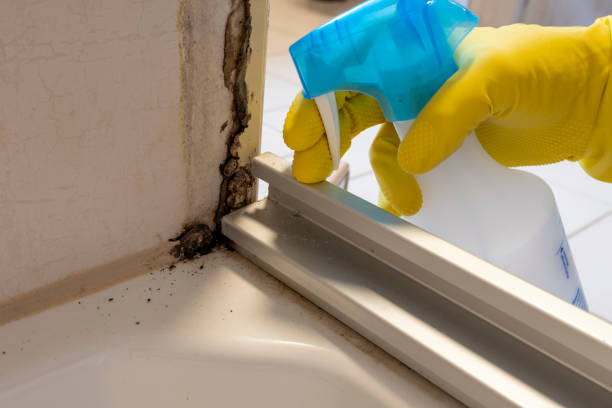 Best Commercial Mold Remediation in Richville, OH
