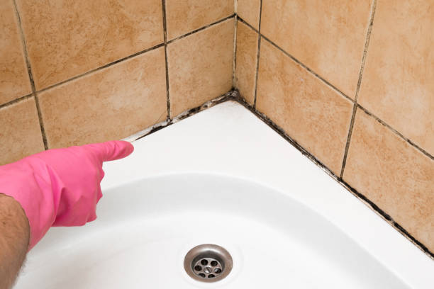 Best HVAC Mold Remediation in Richville, OH