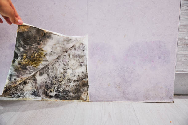 Best Localized Mold Remediation (e.g., coastal areas, humid climates) in Richville, OH